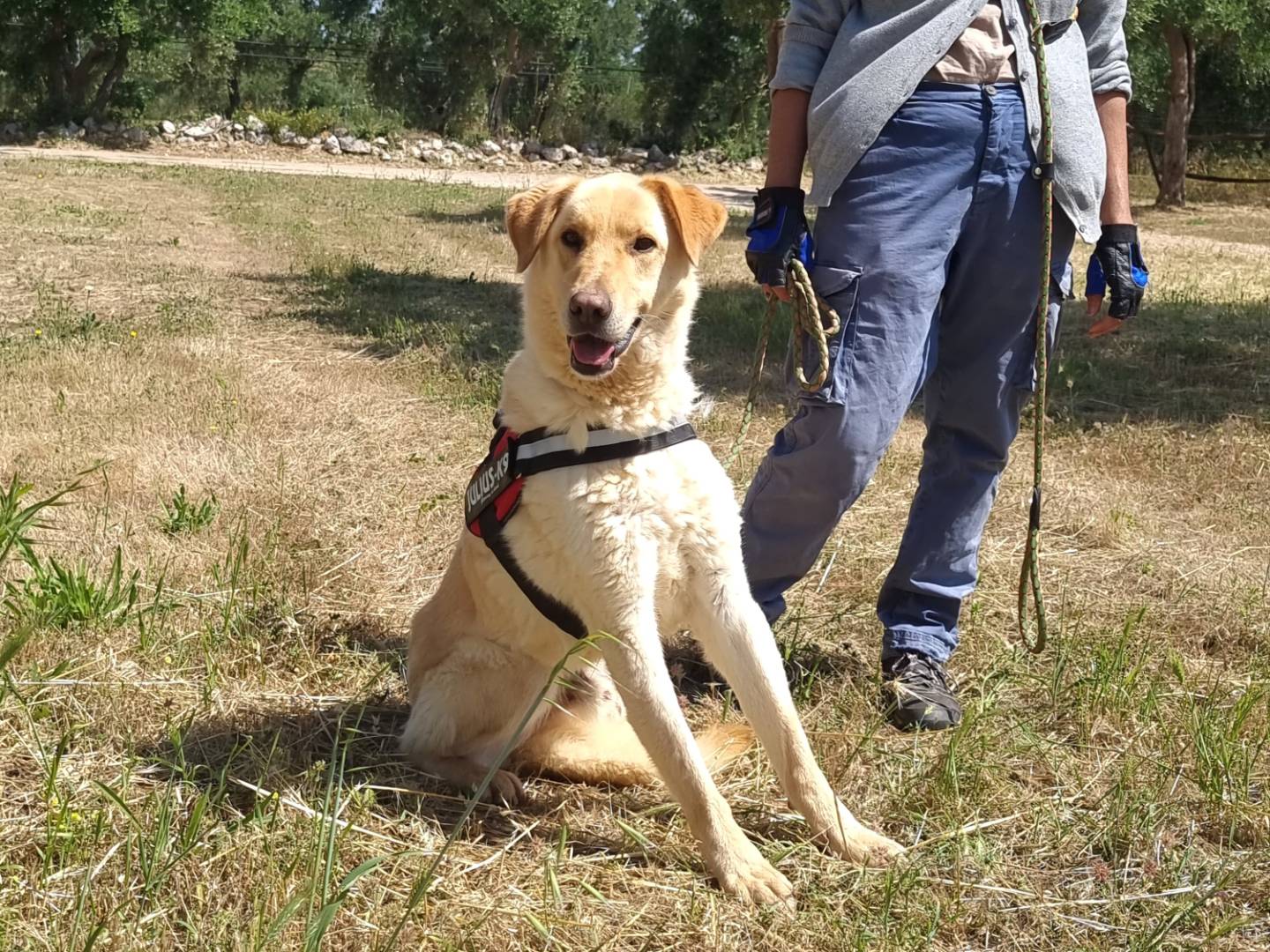 Vuoi adottare un cane a Bari?