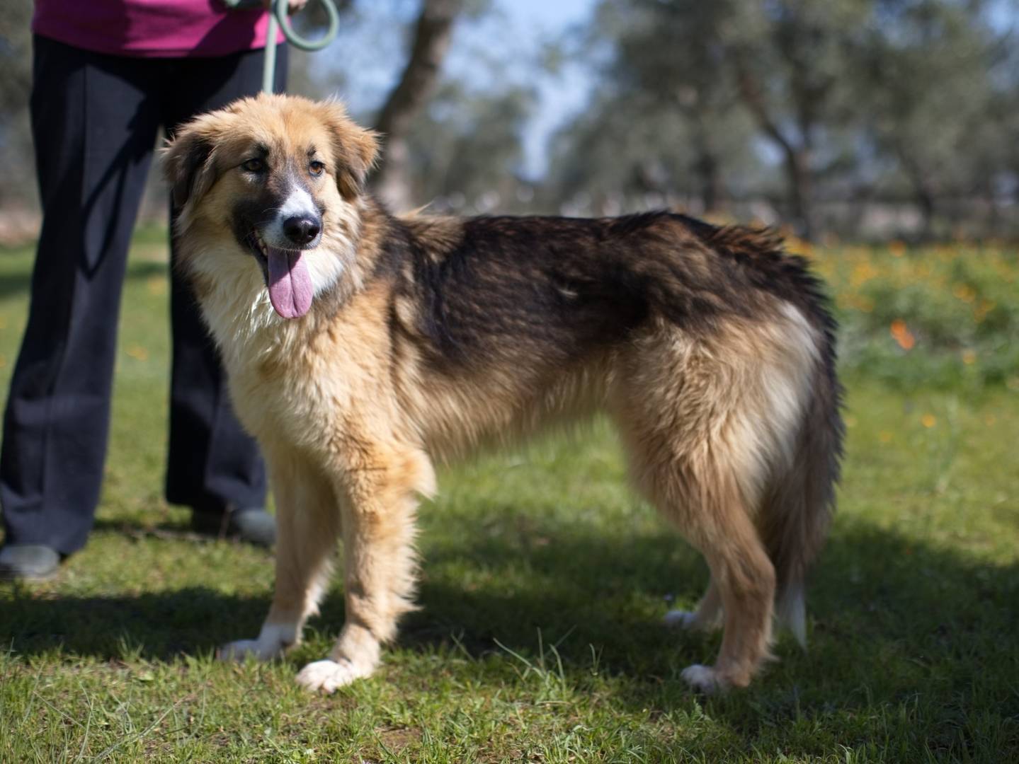 Adozione cane, femmina, Razza sconosciuta Razza sconosciuta, 1 anno e 10 mesi, taglia media, Bari
