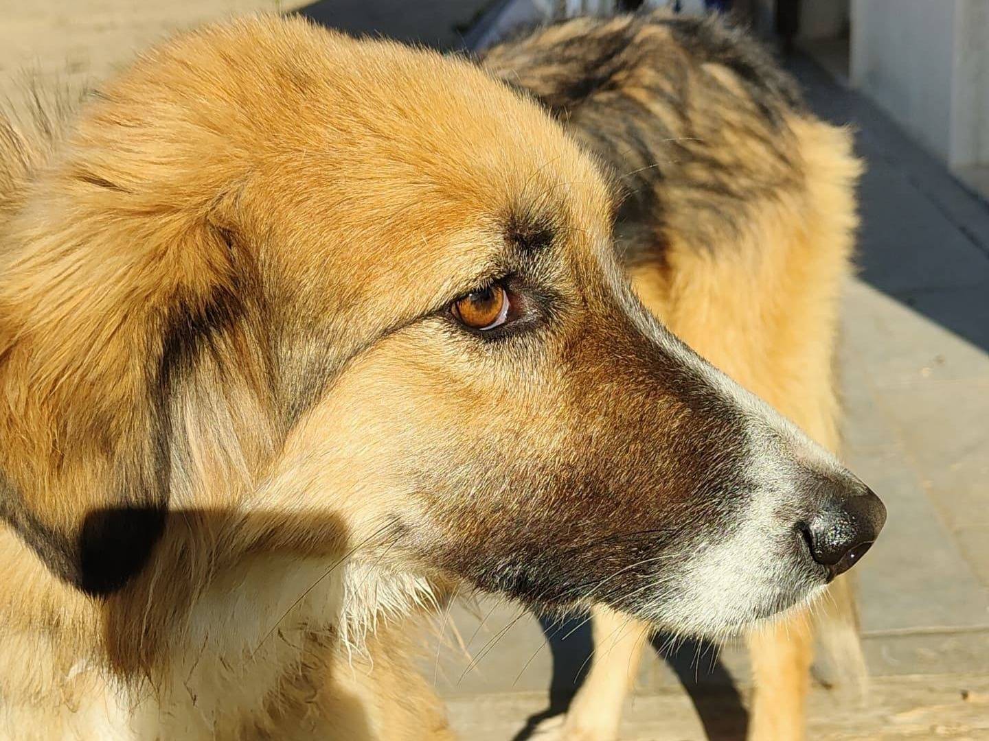 Adotta un cane, taglia media, femmina, Bari