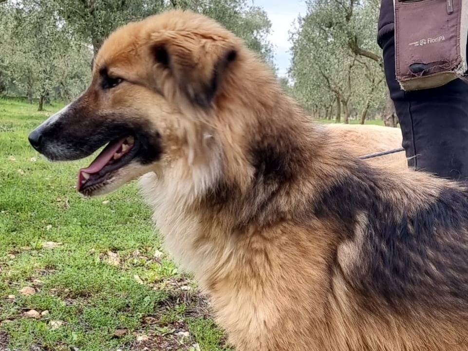 Vuoi adottare un cane a Bari?