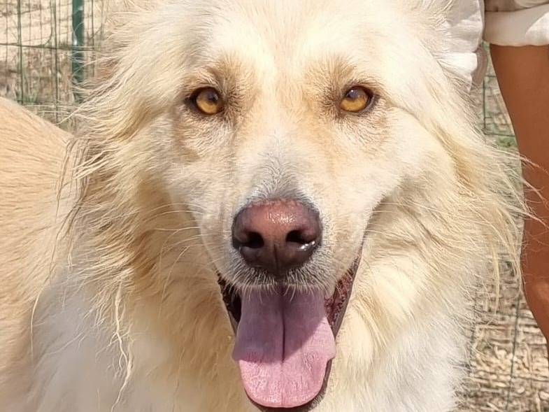 Adozione cane, maschio, Razza sconosciuta Razza sconosciuta, 3 anni e 5 mesi, taglia media, Bari