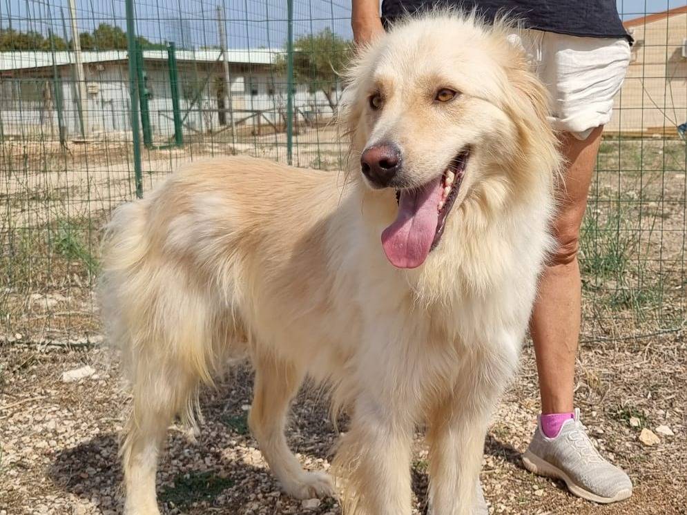 Adotta un cane, maschio, 3 anni e 5 mesi, Bari
