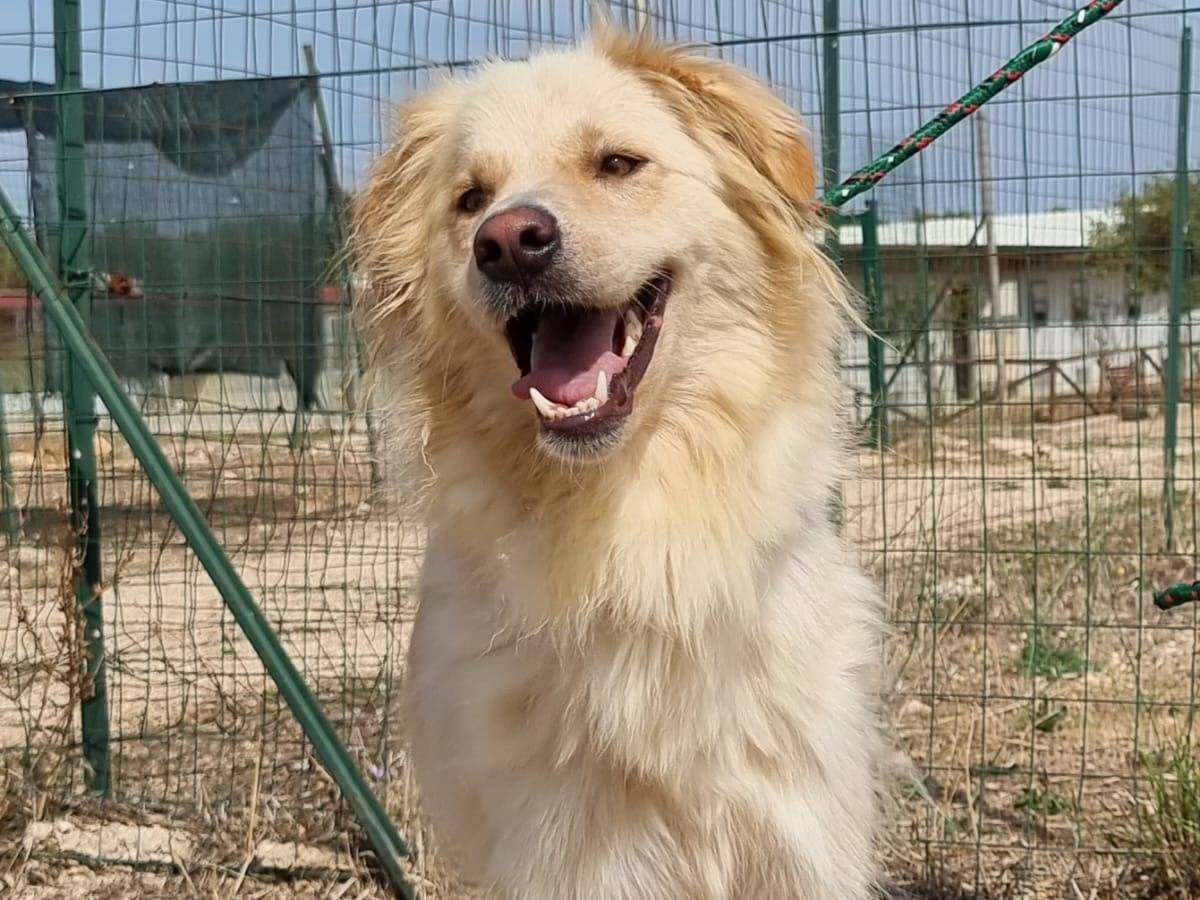 Vuoi adottare un cane a Bari?