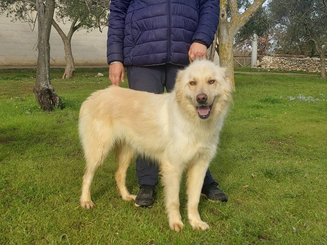 Adotta il cane Riko a Bari