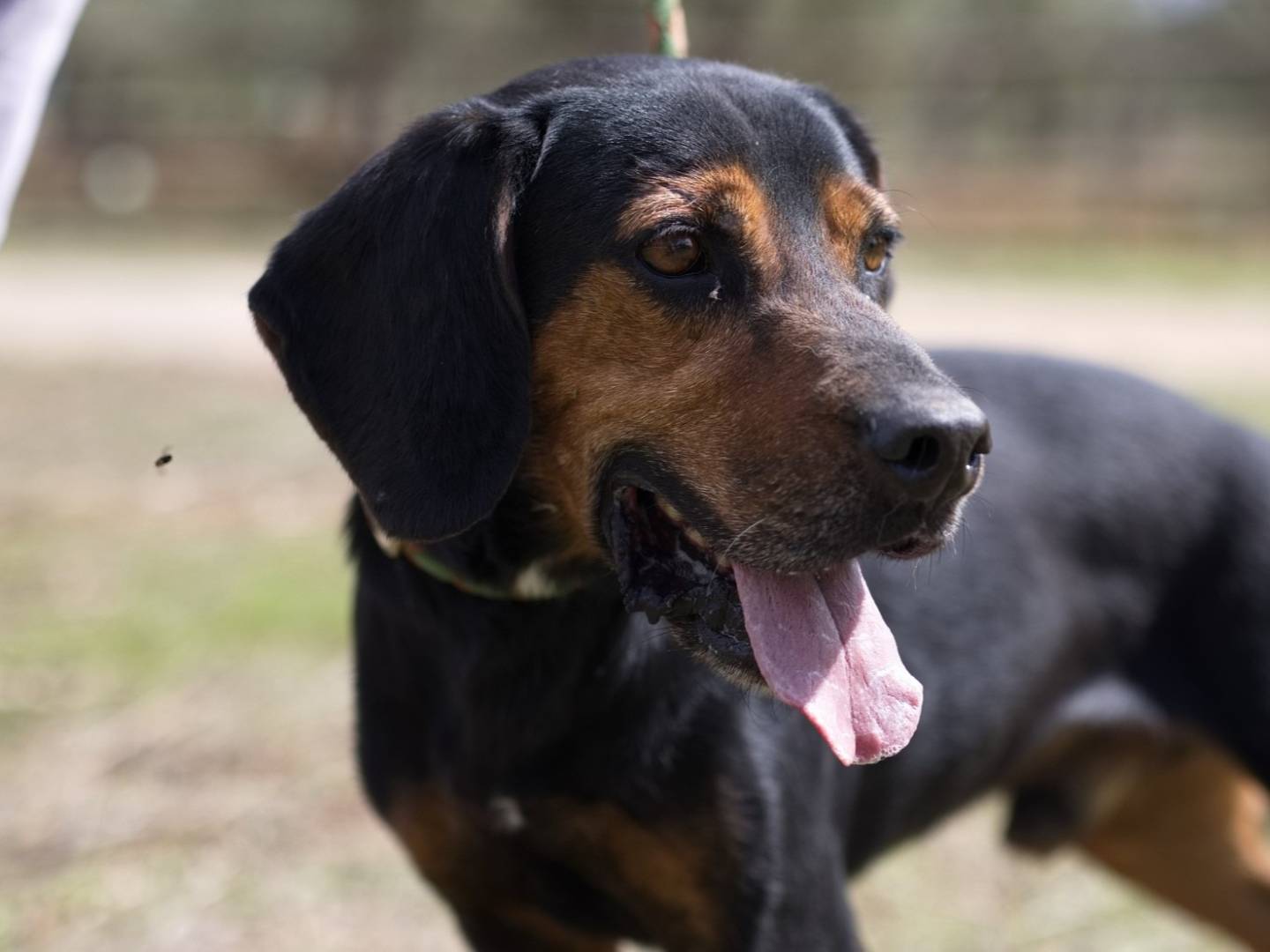 Adozione cane, maschio, Razza sconosciuta Razza sconosciuta, 8 anni e 1 mese, taglia media contenuta, Bari