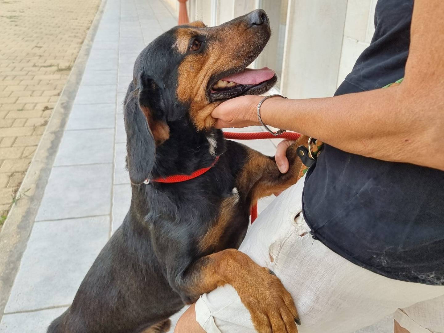 Adotta un cane, maschio, 8 anni e 1 mese, Bari