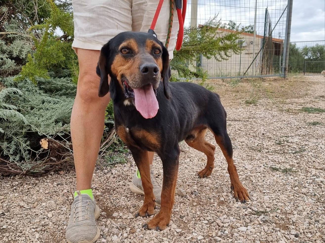 Adotta un cane, taglia media contenuta, maschio, Bari