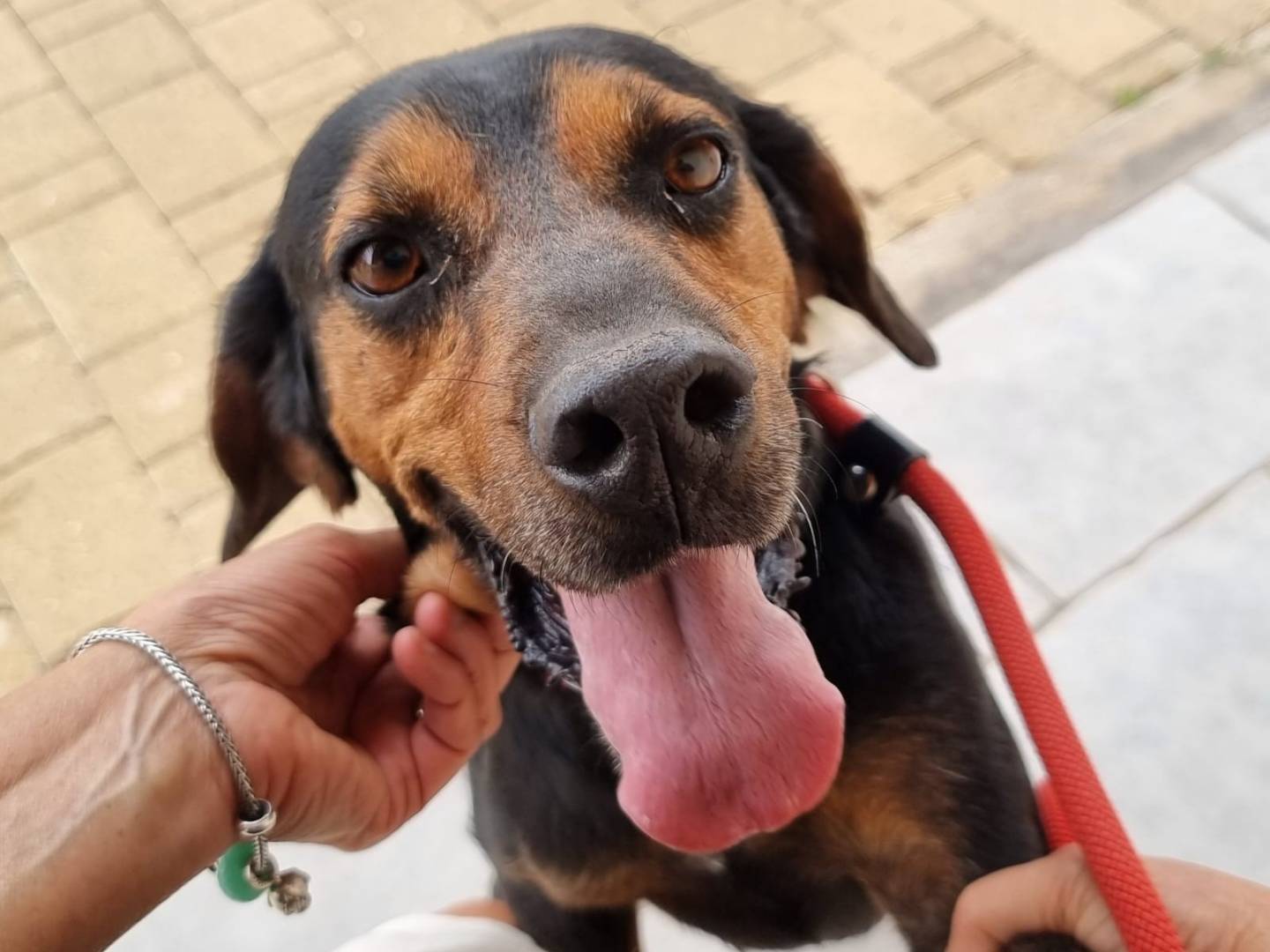 Vuoi adottare un cane a Bari?