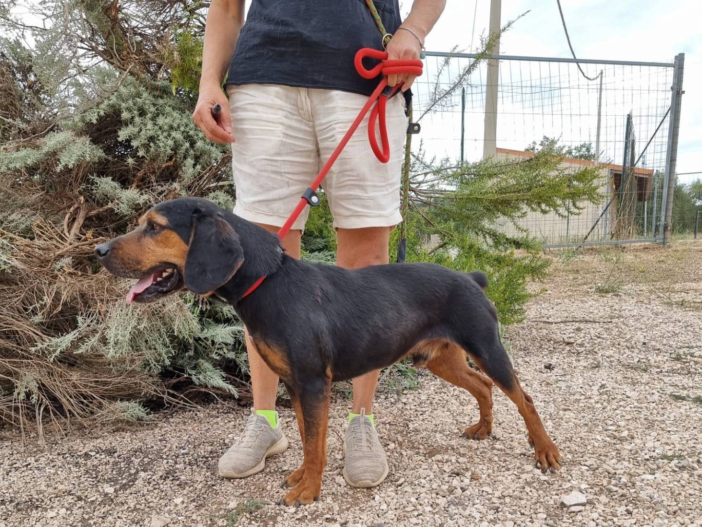 Adotta il cane Gennarino a Bari