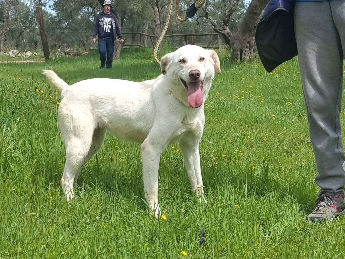 Adotta un cane, femmina, 2 anni e 11 mesi, Bari