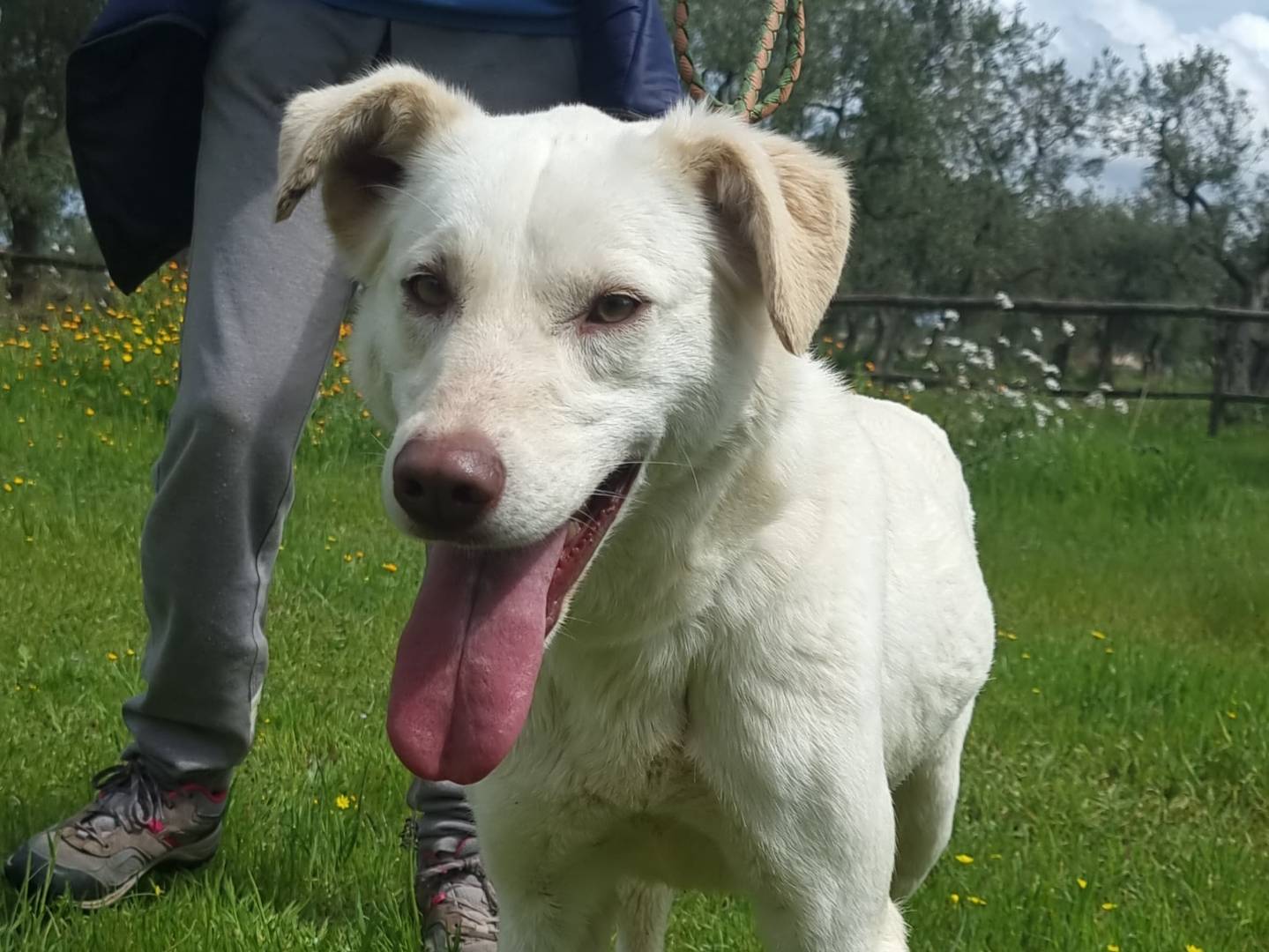 Vuoi adottare un cane a Bari?