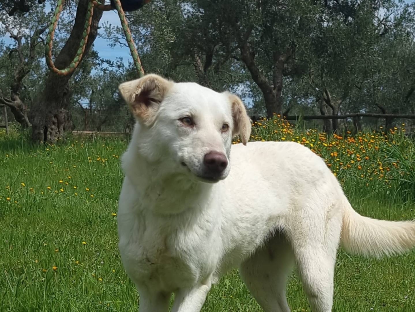 Adotta il cane FROLLA a Bari