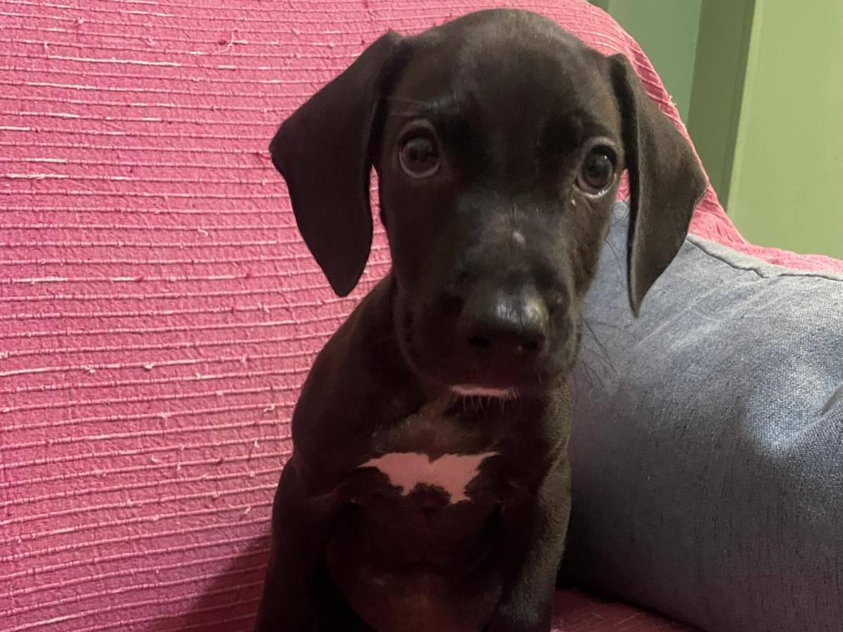 Adozione cane, maschio, Razza sconosciuta Razza sconosciuta, 1 mesi, taglia media contenuta, Frosinone