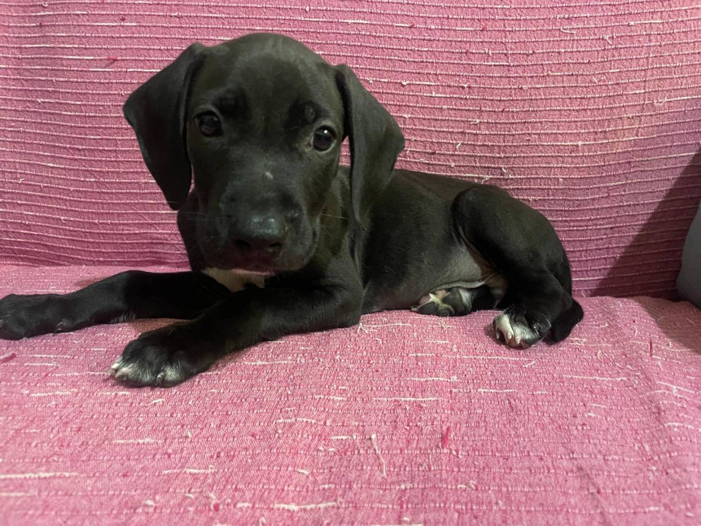 Adotta un cane, maschio, 1 mesi, Frosinone
