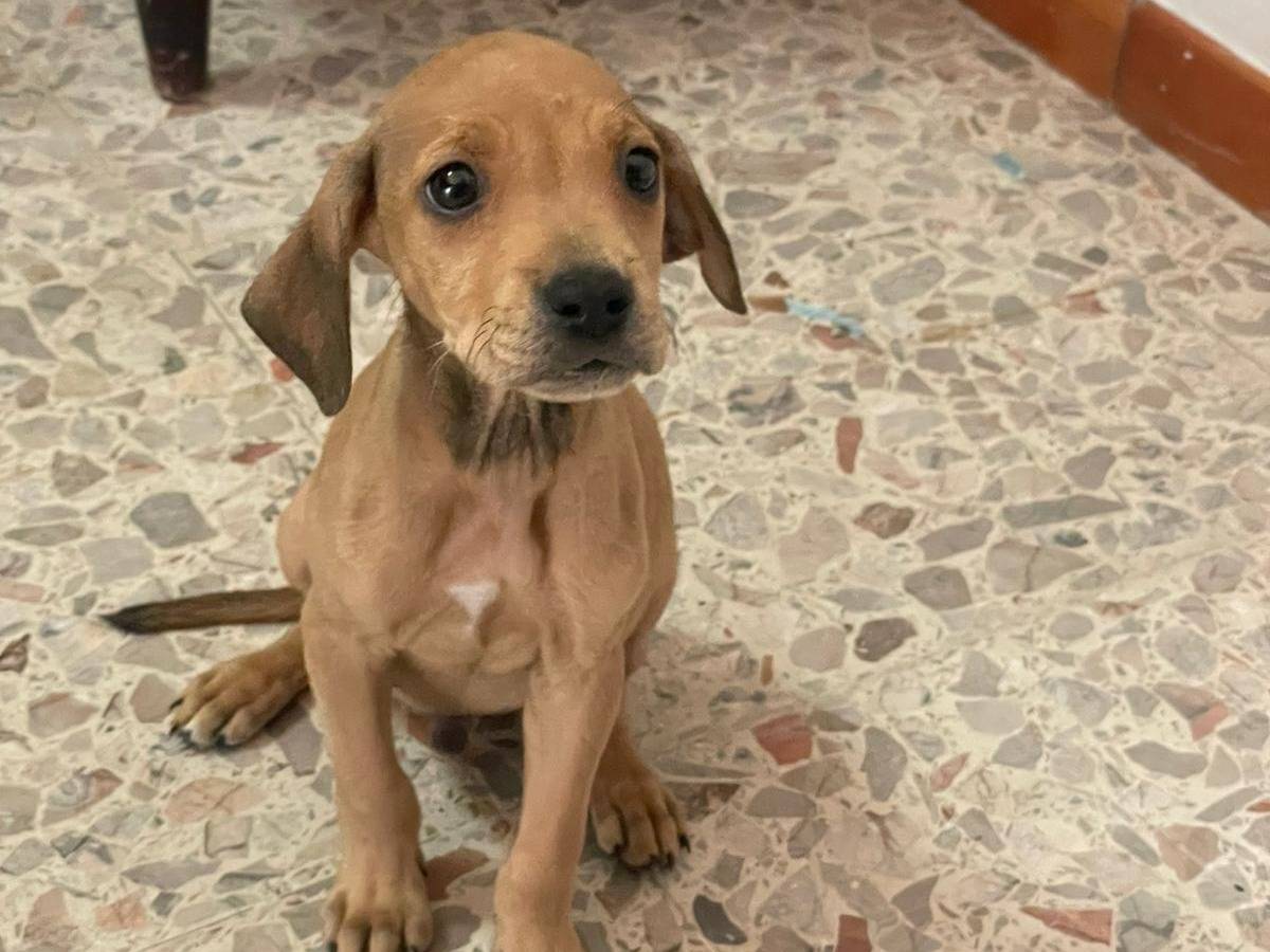 Adozione cane, maschio, Razza sconosciuta Razza sconosciuta, 1 mesi, taglia media contenuta, Frosinone