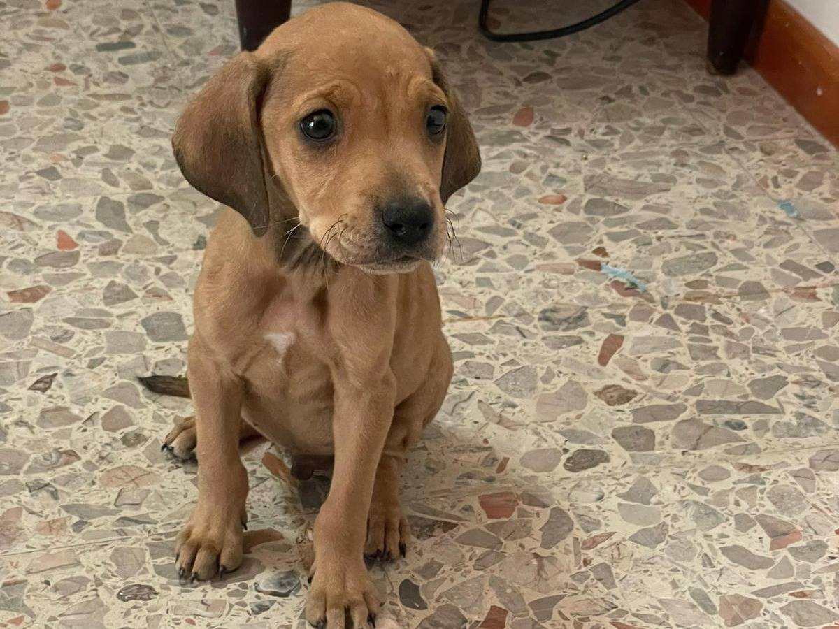 Adotta un cane, maschio, 1 mesi, Frosinone