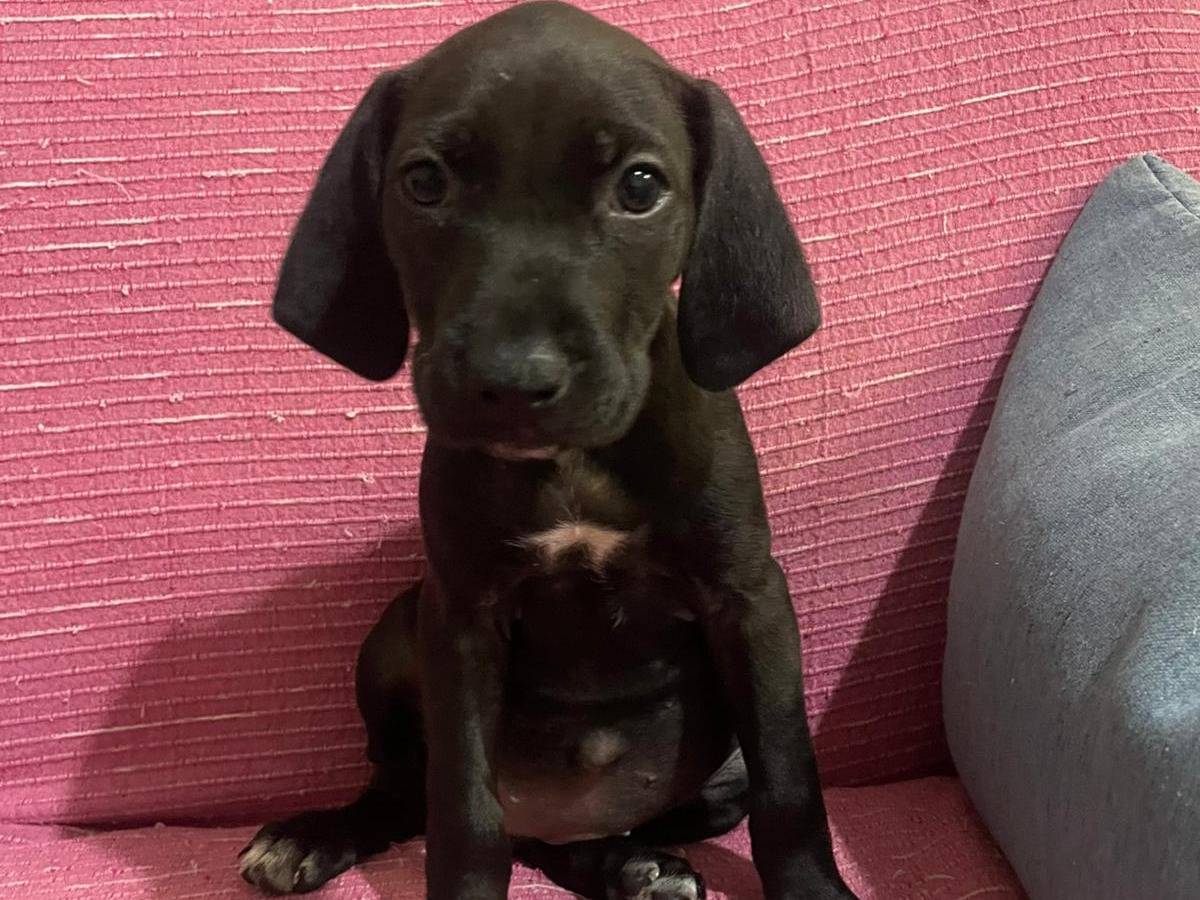 Adozione cane, femmina, Razza sconosciuta Razza sconosciuta, 1 mesi, taglia media contenuta, Frosinone