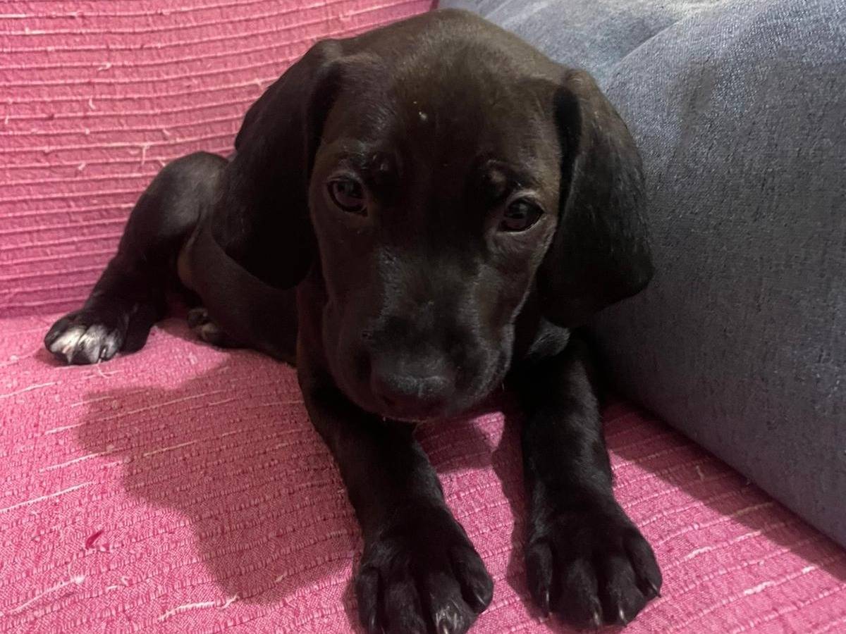 Adotta un cane, femmina, 1 mesi, Frosinone