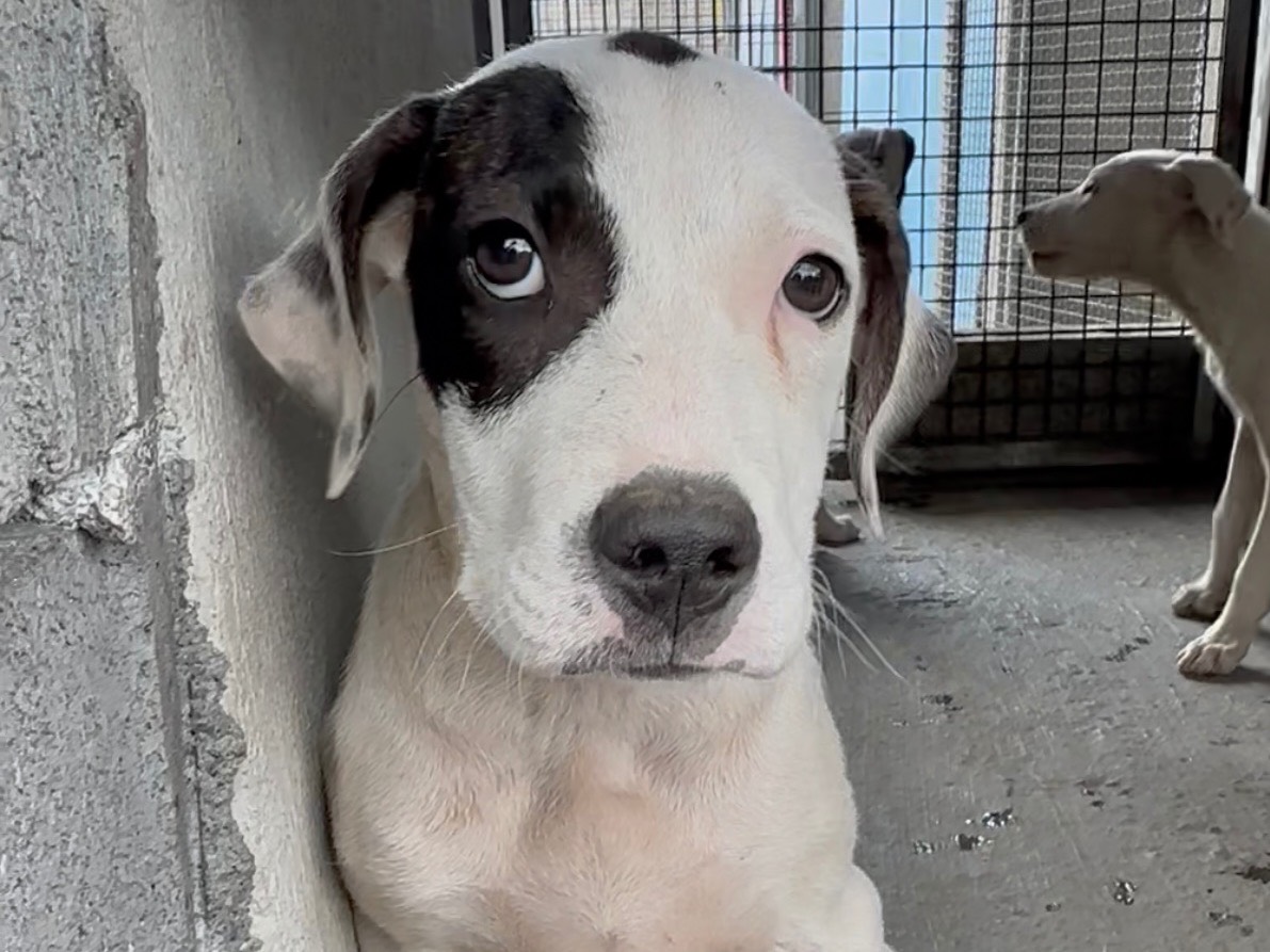 Adozione cane, femmina, Pitbull Razza sconosciuta, 3 mesi, taglia grande, Catania