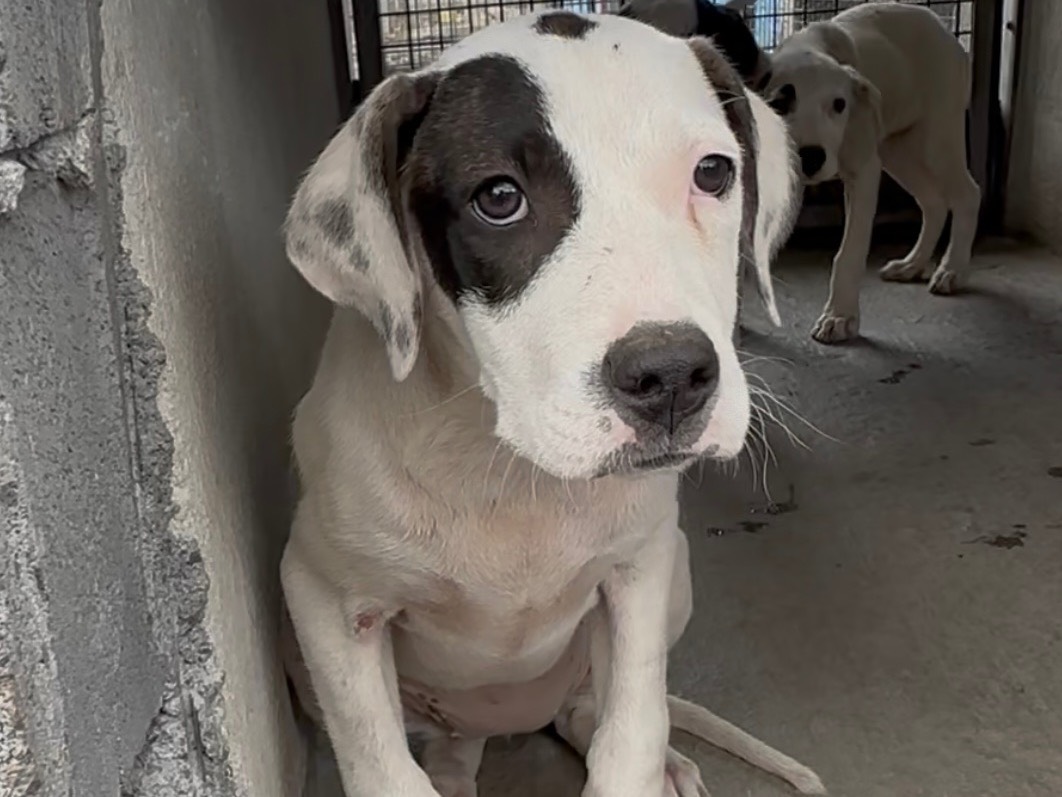 Adotta un cane, femmina, 3 mesi, Catania