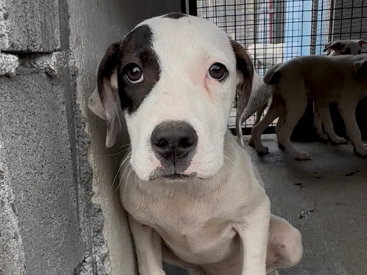 Adotta un cane, taglia grande, femmina, Catania