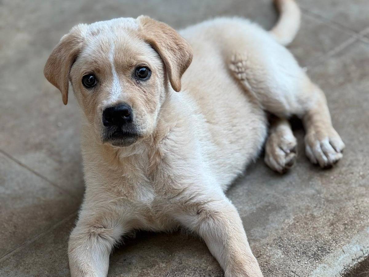 Vuoi adottare un cane a Torino?