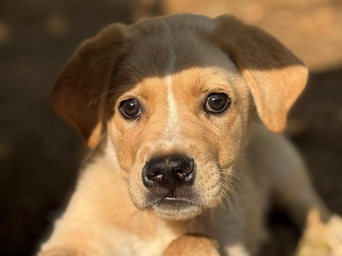 Adotta il cane Eva a Torino