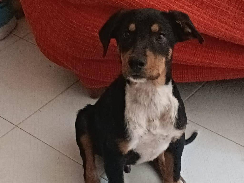 Foto 2 dell'animale