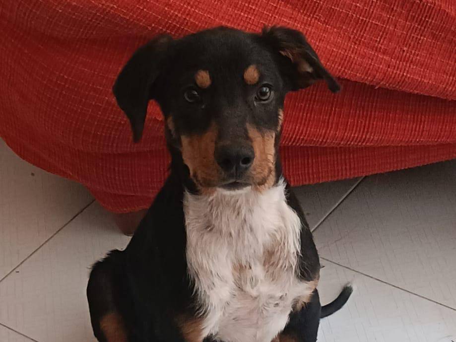 Vuoi adottare un cane a Torino?