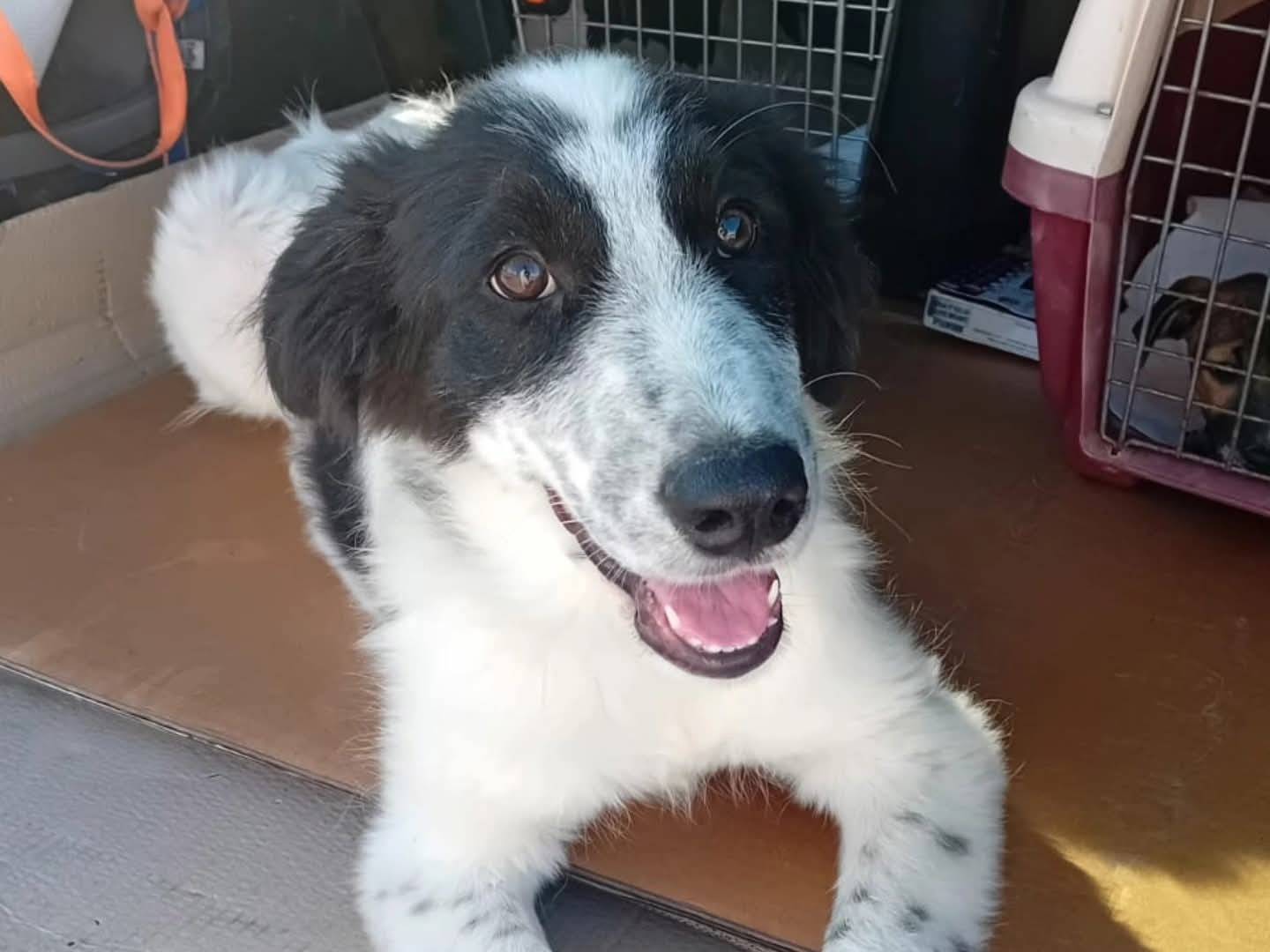 Adozione cane, maschio, Razza sconosciuta Razza sconosciuta, 4 mesi, taglia grande, Torino