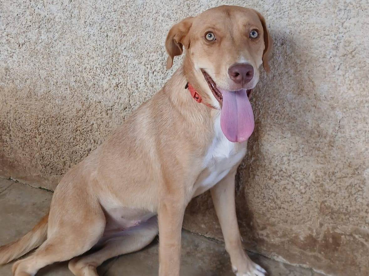 Adozione cane, femmina, Razza sconosciuta Razza sconosciuta, 1 anno, taglia media, Torino