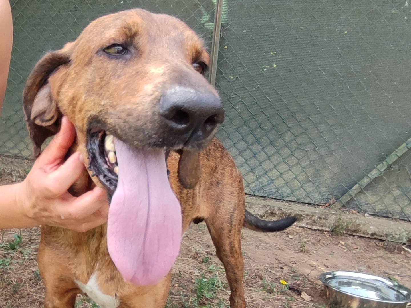 Adotta un cane, maschio, 3 anni e 6 mesi, Viterbo