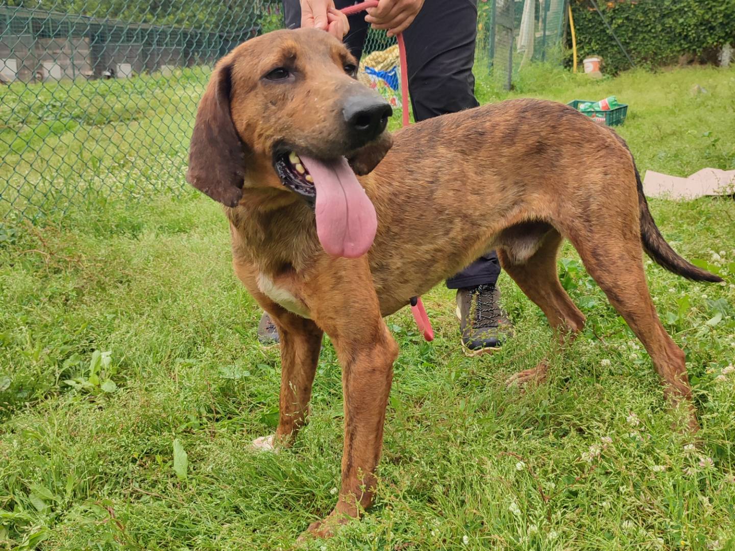 Vuoi adottare un cane a Viterbo?