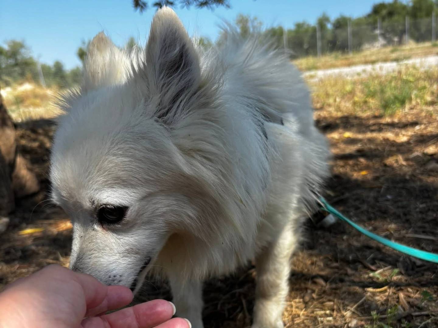 Vuoi adottare un cane a Barletta?