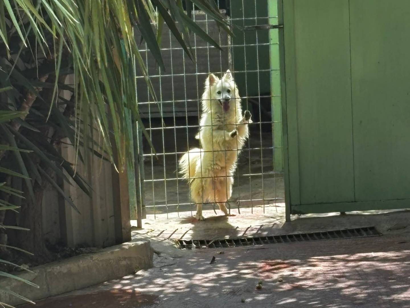 Adotta il cane Denny a Barletta