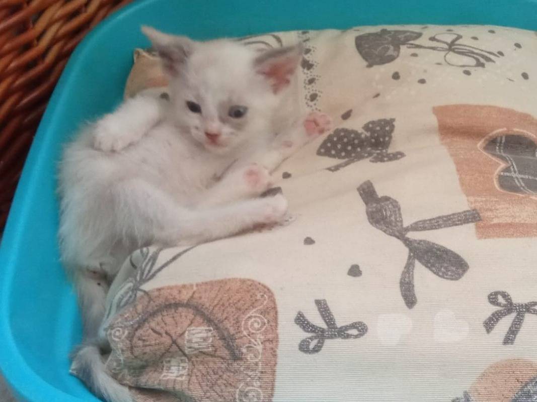 Vuoi adottare un gatto a Frosinone?