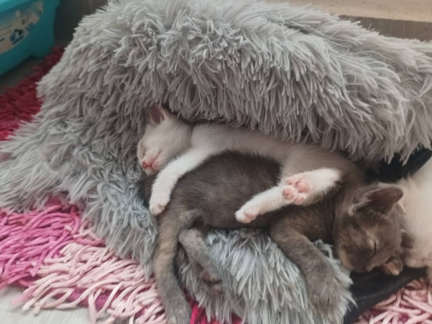 Adotta il gatto PIOGGIA a Frosinone