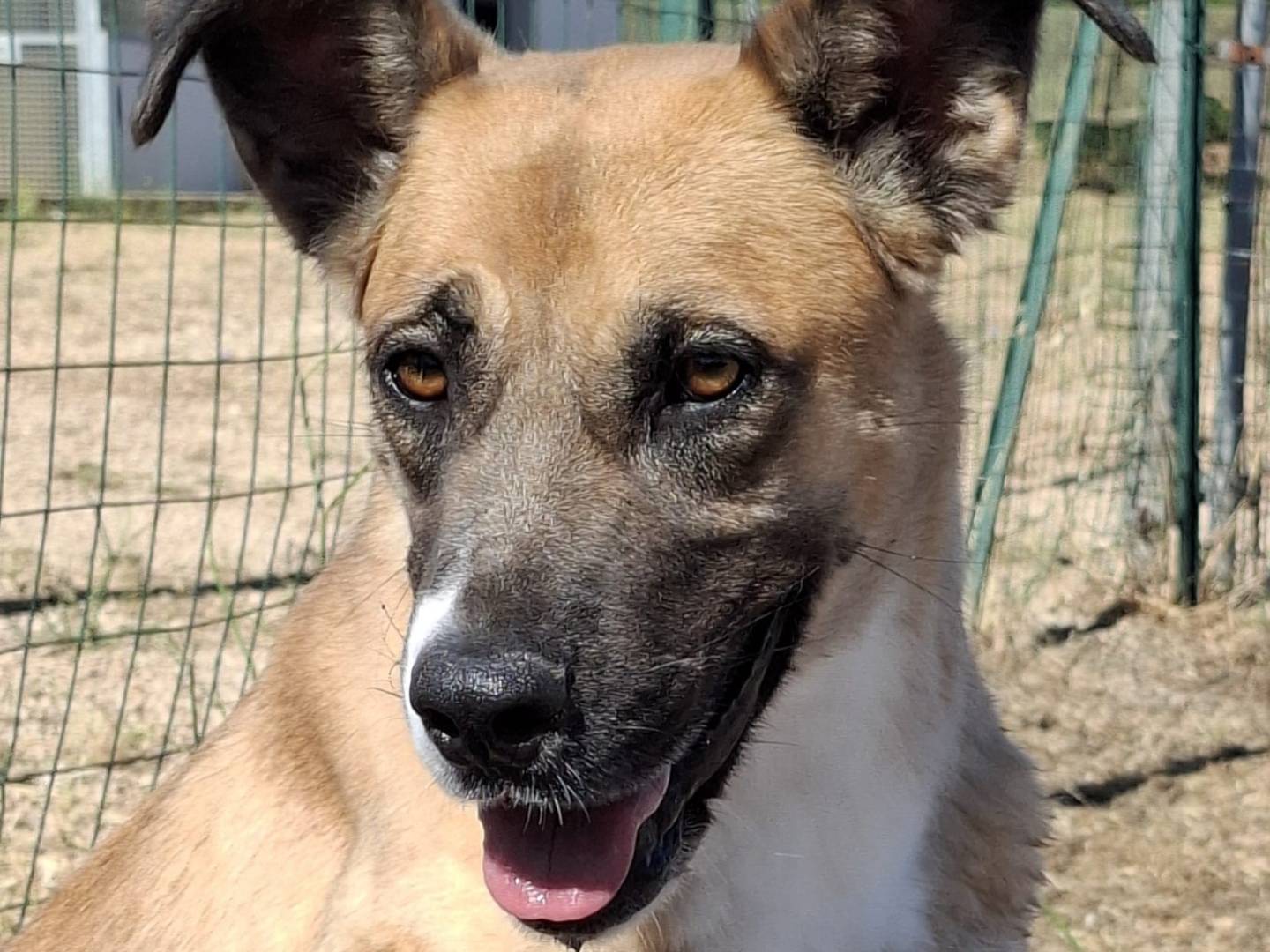 Adozione cane, femmina, Razza sconosciuta Razza sconosciuta, 2 anni e 3 mesi, taglia grande, Bari