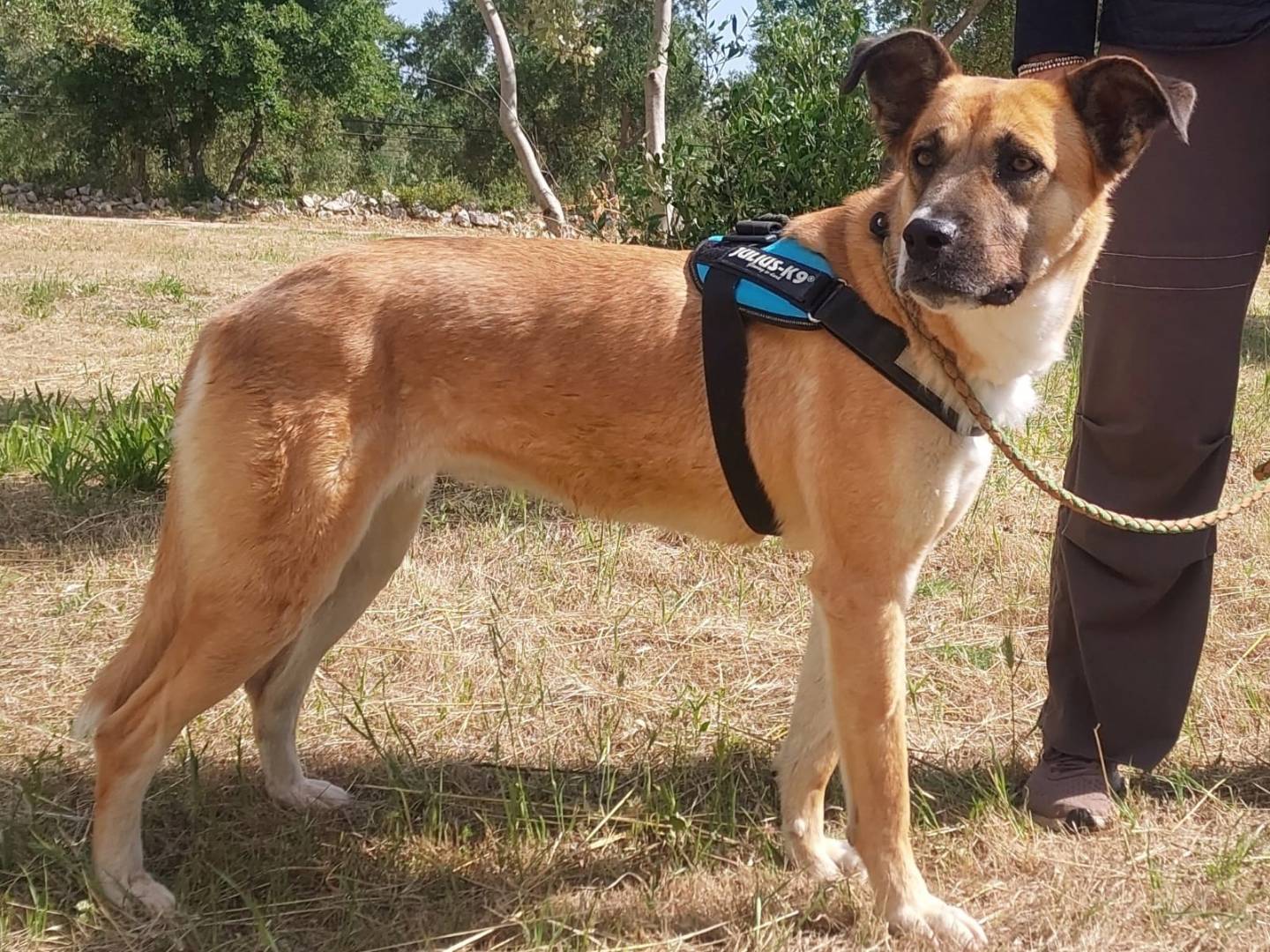Adotta un cane, femmina, 2 anni e 3 mesi, Bari