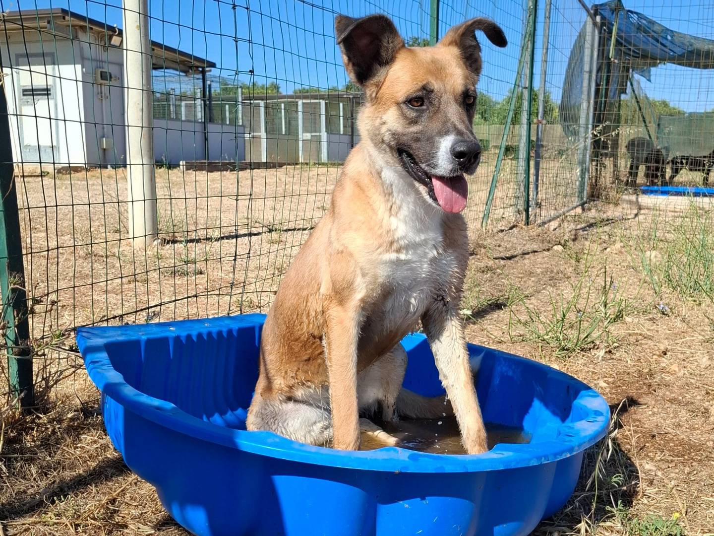 Adotta un cane, taglia grande, femmina, Bari