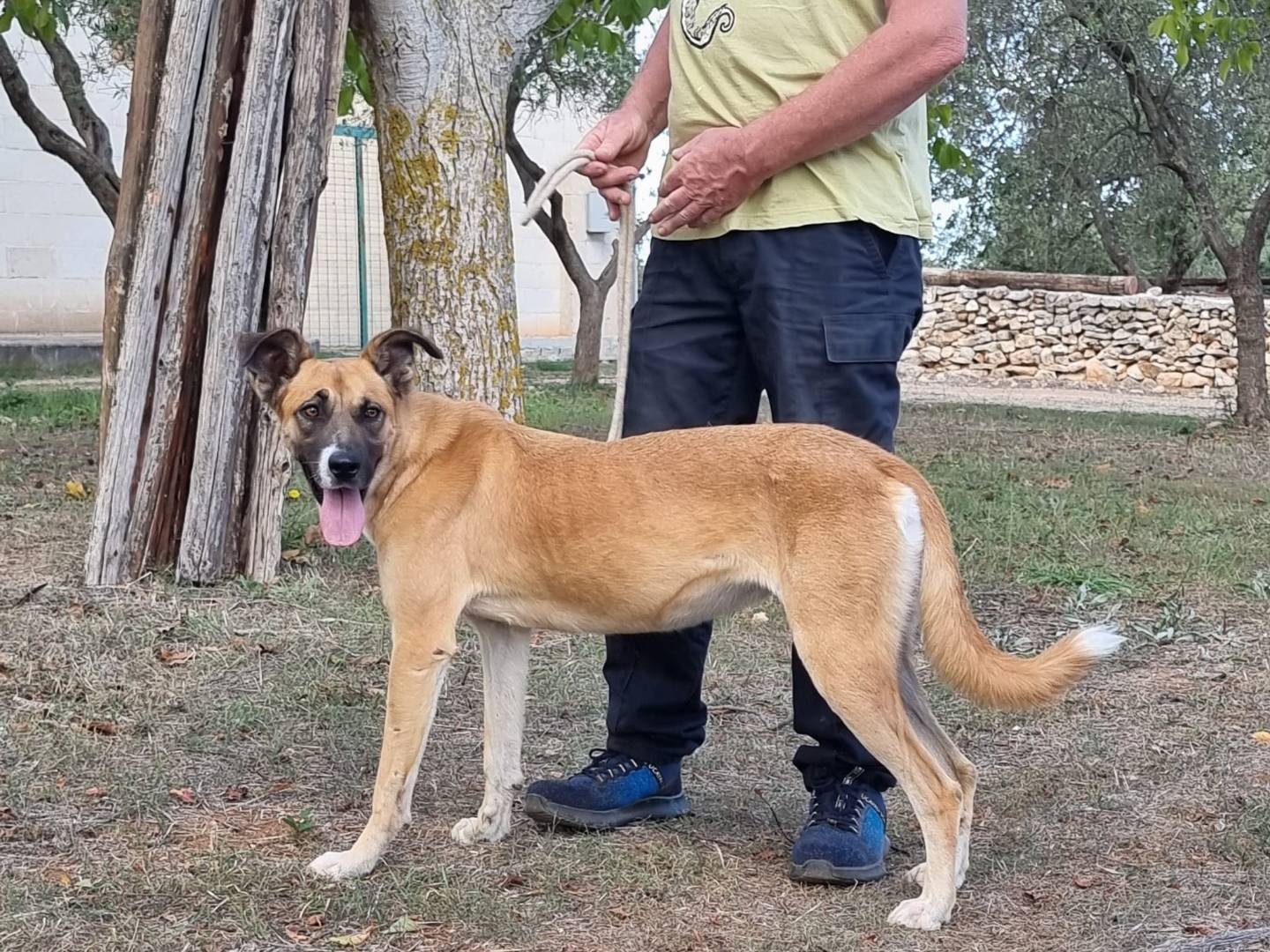 Vuoi adottare un cane a Bari?