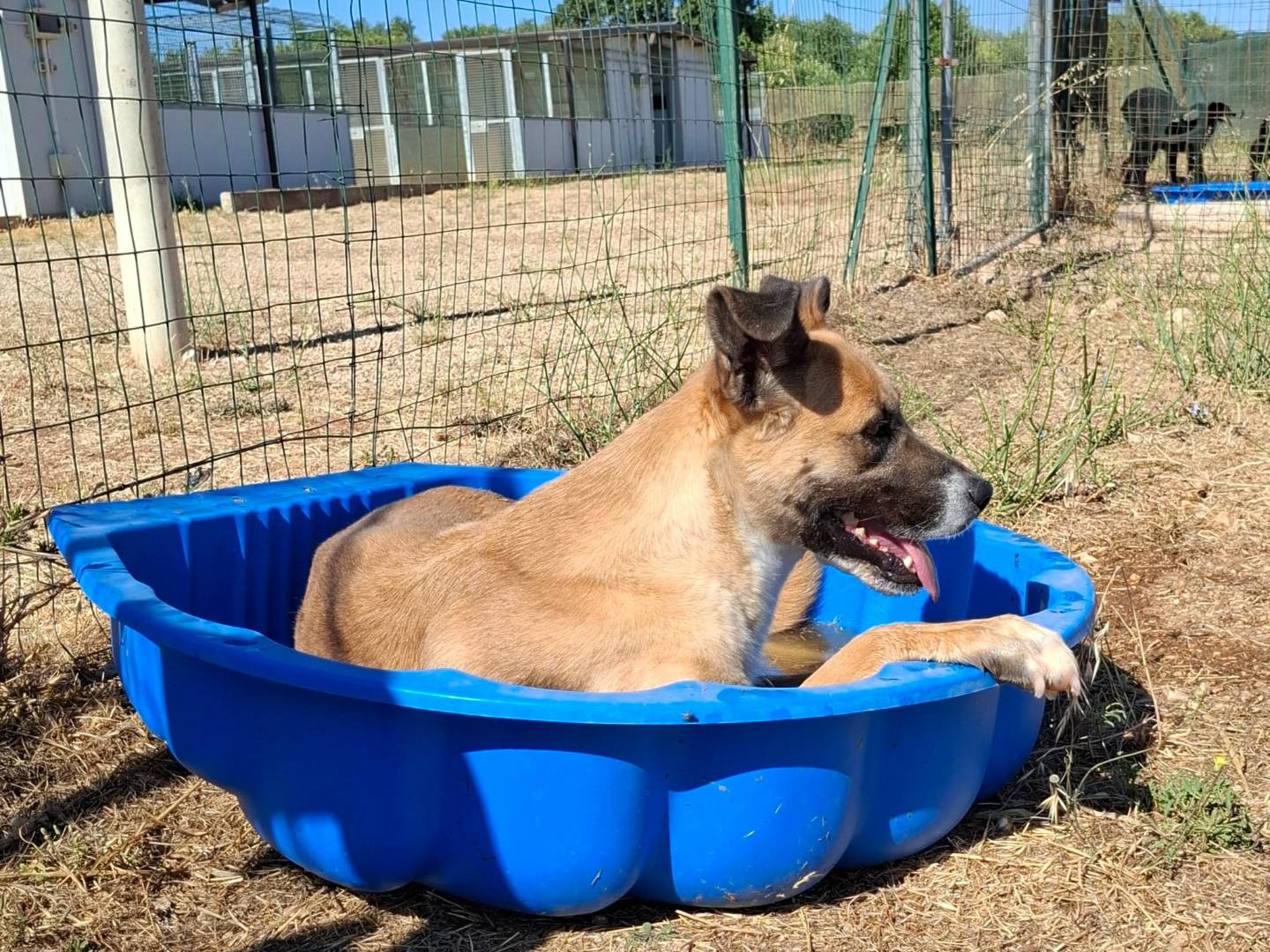 Adotta il cane Pita a Bari