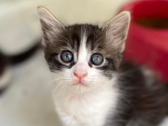 Adozione gatto, femmina, Razza sconosciuta Razza sconosciuta, 2 mesi, taglia non valida, Sassari