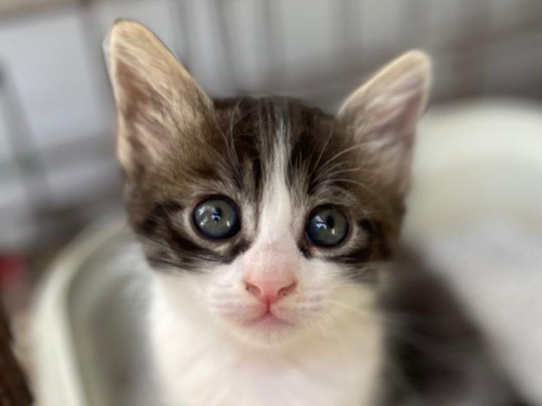 Adotta un gatto, femmina, 2 mesi, Sassari