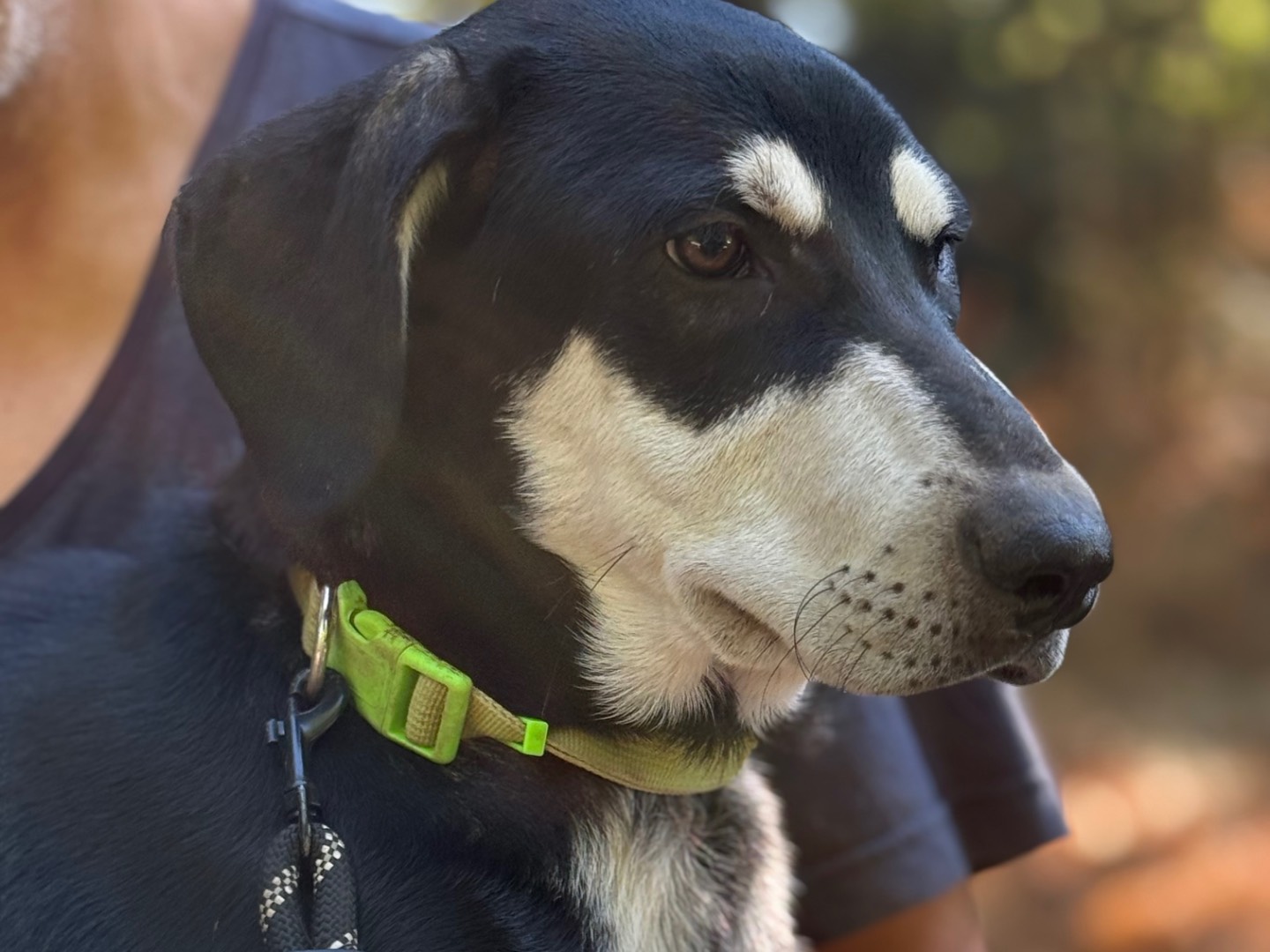 Adozione cane, maschio, Razza sconosciuta Razza sconosciuta, 3 mesi, taglia media, Catanzaro