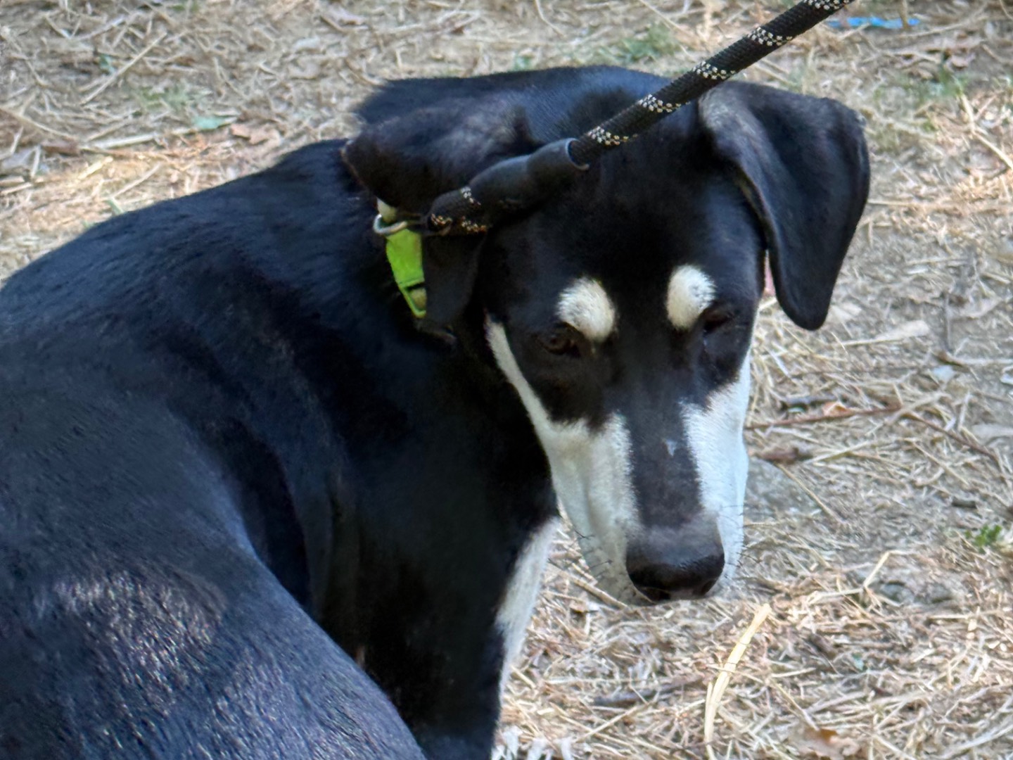 Adotta un cane, maschio, 3 mesi, Catanzaro