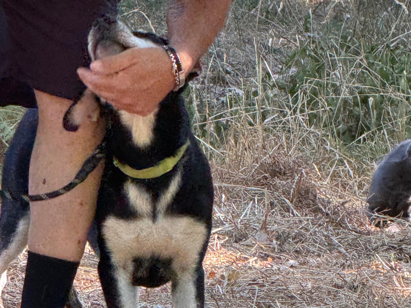 Adotta un cane, taglia media, maschio, Catanzaro