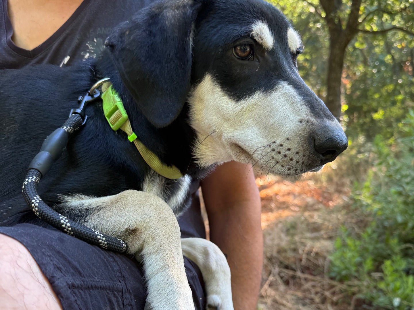 Vuoi adottare un cane a Catanzaro?
