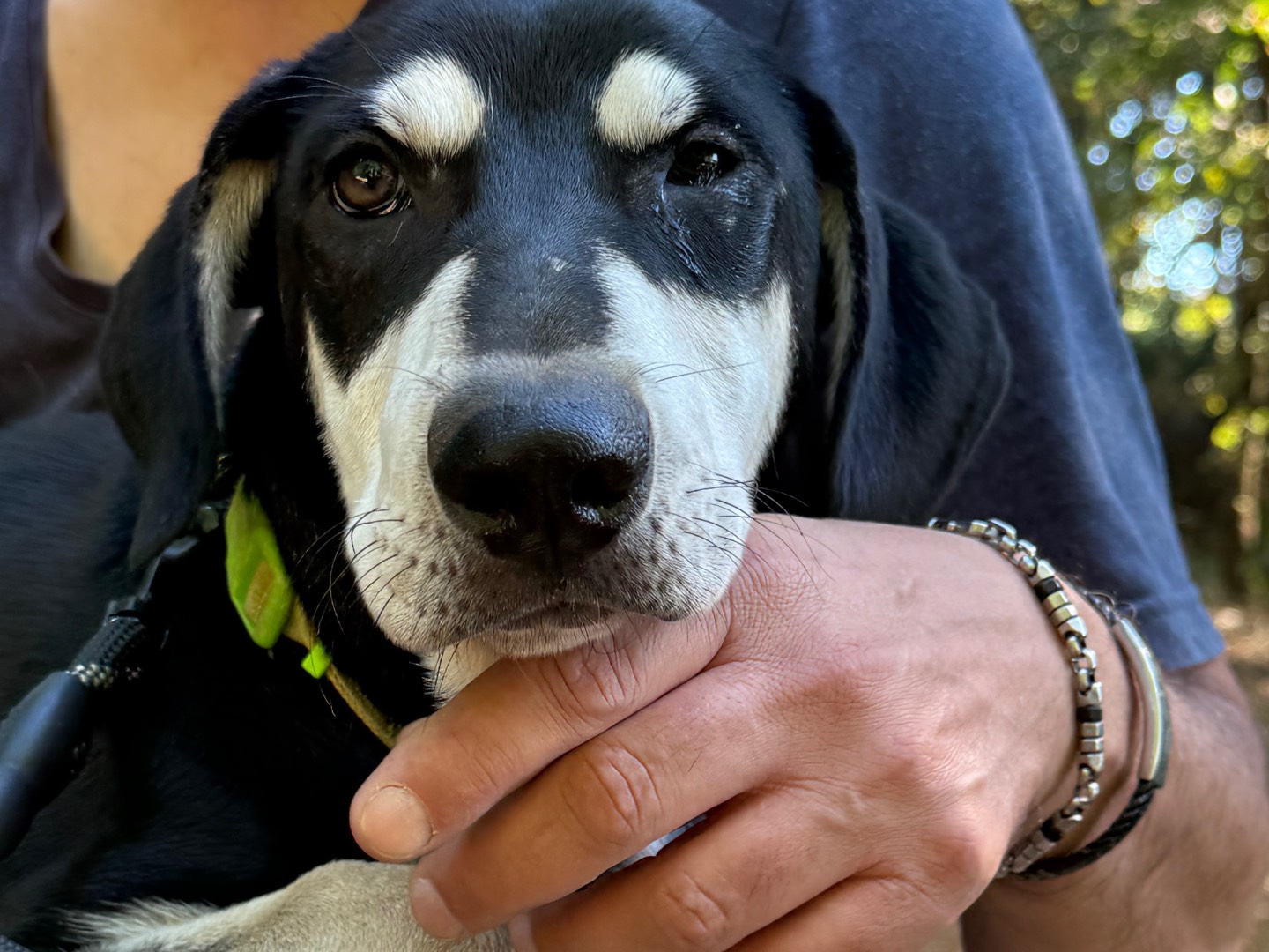 Adotta il cane Danny a Catanzaro