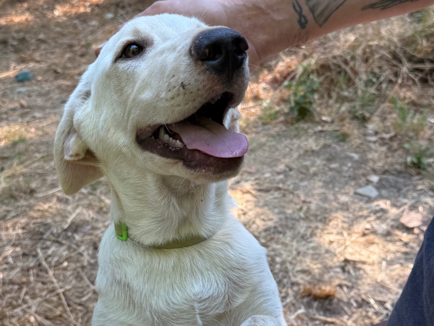 Adozione cane, maschio, Razza sconosciuta Razza sconosciuta, 3 mesi, taglia media, Catanzaro